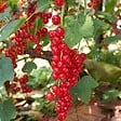 PLANT IN A BOX - Mélange de baies - Set de 8 - Rubus, rubrum, Uva, Fructosus - H25-40cm - ⌀9cm - vignette
