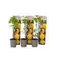 PLANT IN A BOX - Framboisier - Set de 3 - Rubus idaeus 'Fallgold' - Hauteur 25-40cm - ⌀9cm - vignette