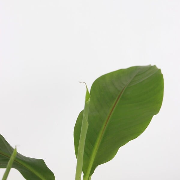 PLANT IN A BOX - Bananier du Japon - Set de 4 - Musa basjoo - Hauteur 25-40cm - ⌀9cm - large