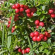 PLANT IN A BOX - Canneberge - Set de 3 - Vaccinium macrocarpon 'Cranberry' - H10-20cm - ⌀9cm - vignette