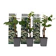 PLANT IN A BOX - Hortensia grimpant - Set de 3 - Hydrangea anomale petiolaris - H25-40cm - ⌀9cm - vignette