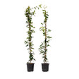 PLANT IN A BOX - Jasmin étoilé - Set de 2 - Trachelospermum jasminoides - H110-120cm - ⌀17cm - vignette