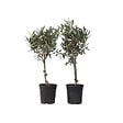 PLANT IN A BOX - Olivier - Set de 2 - Olea europaea - Hauteur 50-60cm - ⌀14cm - vignette
