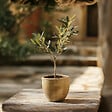 PLANT IN A BOX - Olivier - Set de 2 - Olea europaea - Hauteur 25-40cm - ⌀9cm - vignette