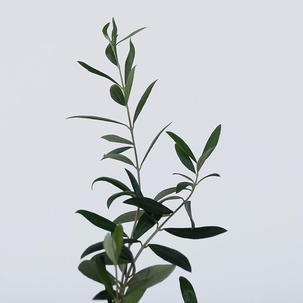PLANT IN A BOX - Olivier - Set de 2 - Olea europaea - Hauteur 25-40cm - ⌀9cm - large