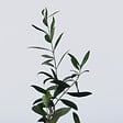 PLANT IN A BOX - Olivier - Set de 2 - Olea europaea - Hauteur 25-40cm - ⌀9cm - vignette
