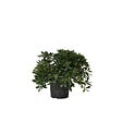 PLANT IN A BOX - Pittospore du Japon - Pittosporum tobira nanum - Hauteur 30-40cm - ⌀19cm - vignette