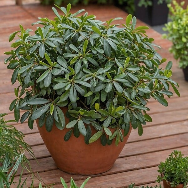 PLANT IN A BOX - Pittospore du Japon - Pittosporum tobira nanum - Hauteur 30-40cm - ⌀19cm - large