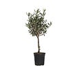 PLANT IN A BOX - Olivier - Olea europaea - Hauteur 60-70cm - ⌀17cm - vignette