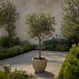 PLANT IN A BOX - Olivier - Olea europaea - Hauteur 60-70cm - ⌀17cm - vignette