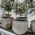 PLANT IN A BOX - Olivier - Olea europaea - Hauteur 60-70cm - ⌀17cm - vignette