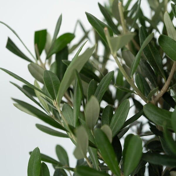 PLANT IN A BOX - Olivier - Olea europaea - Hauteur 60-70cm - ⌀17cm - large