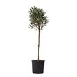 PLANT IN A BOX - Olivier - Olea europaea - Hauteur 90-100cm - ⌀21cm - vignette