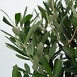 PLANT IN A BOX - Olivier - Olea europaea - Hauteur 90-100cm - ⌀21cm - vignette