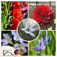 PLANT IN A BOX - Mélange de bulbes des Pays-Bas - Set de 125 - Gladiolus, Dahlia, Freesia - vignette