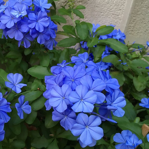 PLANT IN A BOX - Dentelaire du Cap - Set de 3 - Plumbago auriculata - Hauteur 25-40cm - ⌀9cm - large