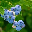 PLANT IN A BOX - Mélange de plantes fruitières - Set de 3 - Lycium, Vaccinium - H25-40cm - ⌀9cm - vignette