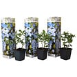 PLANT IN A BOX - Dentelaire du Cap - Set de 3 - Plumbago auriculata - Hauteur 25-40cm - ⌀9cm - vignette