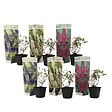 PLANT IN A BOX - Arbre à papillons - Set de 6 - Buddleja davidii - Hauteur 25-40cm - ⌀9cm - vignette
