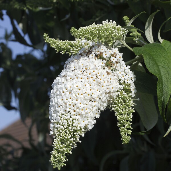 PLANT IN A BOX - Arbre à papillons - Set de 6 - Buddleja davidii - Hauteur 25-40cm - ⌀9cm - large
