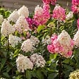 PLANT IN A BOX - Hortensia - Set de 3 - Hortensia paniculata - Hauteur 25-35cm - ⌀9cm - vignette