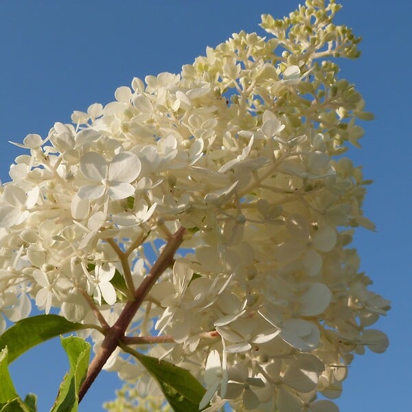 PLANT IN A BOX - Hortensia - Set de 3 - Hortensia paniculata - Hauteur 25-35cm - ⌀9cm - large