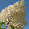 PLANT IN A BOX - Hortensia - Set de 3 - Hortensia paniculata - Hauteur 25-35cm - ⌀9cm - vignette