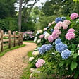 PLANT IN A BOX - Hortensia - Set de 6 - Hydrangea macrophylla - Hauteur 25-40cm - ⌀10,5cm - vignette
