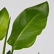 PLANT IN A BOX - Oiseau de paradis - Strelitzia nicolai - Hauteur 55-70cm - ⌀17cm - vignette