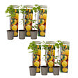PLANT IN A BOX - Framboisier - Set de 6 - Rubus idaeus 'Fallgold' - Hauteur 25-40cm - ⌀9cm - vignette