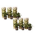 PLANT IN A BOX - Tomatillo - Set de 6 - Solanum Muricatum 'Pepino gold' - Hauteur 25-40cm - ⌀9cm - vignette