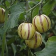 PLANT IN A BOX - Tomatillo - Set de 6 - Solanum Muricatum 'Pepino gold' - Hauteur 25-40cm - ⌀9cm - vignette