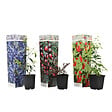 PLANT IN A BOX - Mélange de plantes fruitières - Set de 3 - Lycium, Vaccinium - H25-40cm - ⌀9cm - vignette
