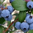 PLANT IN A BOX - Myrtille - Set de 6 - Vaccinium corymbosum 'Sunshine Blue' - H25-40cm - ⌀9cm - vignette