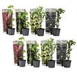 PLANT IN A BOX - Mélange de baies - Set de 8 - Rubus, rubrum, Uva, Fructosus - H25-40cm - ⌀9cm - vignette