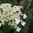PLANT IN A BOX - Hortensia grimpant - Set de 3 - Hydrangea anomale petiolaris - H25-40cm - ⌀9cm - vignette