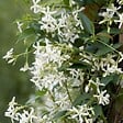 PLANT IN A BOX - Jasmin étoilé - Set de 3 - Trachelospermum jasminoides - Hauteur 25-40cm - ⌀9cm - vignette