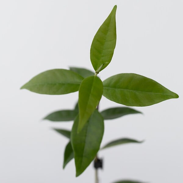 PLANT IN A BOX - Jasmin étoilé - Set de 3 - Trachelospermum jasminoides - Hauteur 25-40cm - ⌀9cm - large