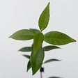 PLANT IN A BOX - Jasmin étoilé - Set de 3 - Trachelospermum jasminoides - Hauteur 25-40cm - ⌀9cm - vignette