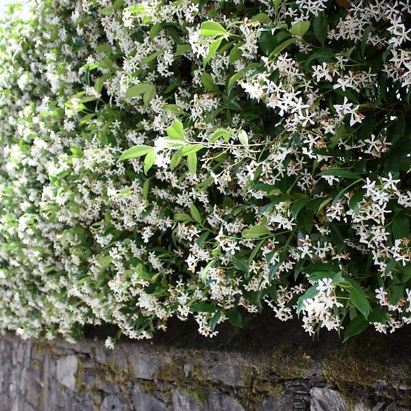 PLANT IN A BOX - Jasmin étoilé - Set de 6 - Trachelospermum jasminoides - Hauteur 25-40cm - ⌀9cm - large