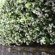 PLANT IN A BOX - Jasmin étoilé - Set de 6 - Trachelospermum jasminoides - Hauteur 25-40cm - ⌀9cm - vignette