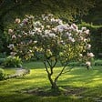 PLANT IN A BOX - Arbre à tulipes - Set de 3 - Magnolia - Hauteur 25-40cm - ⌀9cm - vignette