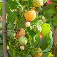 PLANT IN A BOX - Framboisier - Set de 6 - Rubus idaeus 'Fallgold' - Hauteur 25-40cm - ⌀9cm - vignette