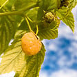 PLANT IN A BOX - Framboisier - Set de 6 - Rubus idaeus 'Fallgold' - Hauteur 25-40cm - ⌀9cm - vignette