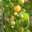 PLANT IN A BOX - Framboisier - Set de 3 - Rubus idaeus 'Fallgold' - Hauteur 25-40cm - ⌀9cm - vignette