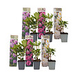 PLANT IN A BOX - Buisson à fleurs - Set de 6 - Rhododendron catawbiense - Hauteur 25-40cm - ⌀9cm - vignette
