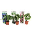 PLANT IN A BOX - Hortensia - Set de 3 - Hydrangea macrophylla - Hauteur 25-40cm - ⌀9cm - vignette