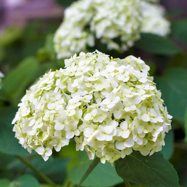 PLANT IN A BOX - Hortensia - Set de 3 - Hydrangea macrophylla - Hauteur 25-40cm - ⌀9cm - large