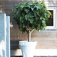 PLANT IN A BOX - Figuier de Barbarie - Set de 2 - Ficus carica 'Brown Turkey' - H25-40cm - ⌀9cm - vignette