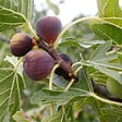 PLANT IN A BOX - Figuier de Barbarie - Set de 2 - Ficus carica 'Brown Turkey' - H25-40cm - ⌀9cm - vignette